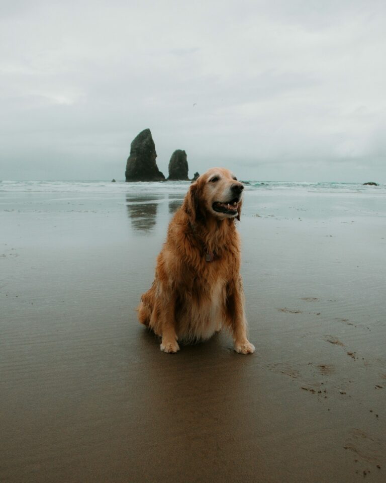 chris-henry--6TEzmqse5U-unsplash