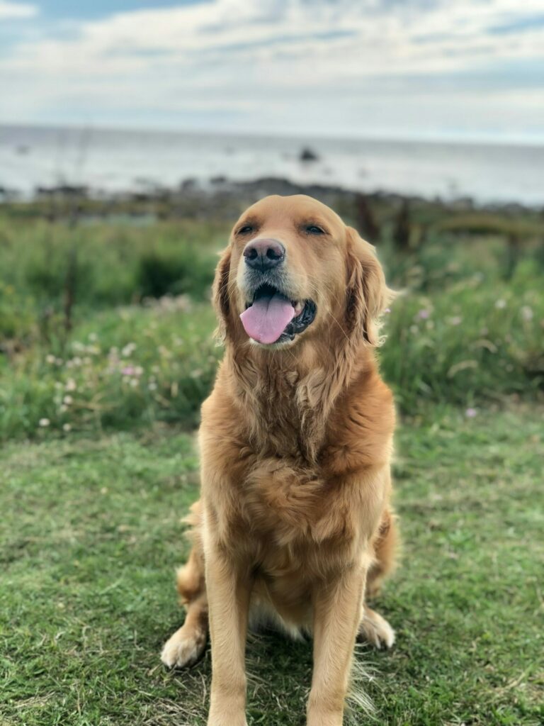 DogName