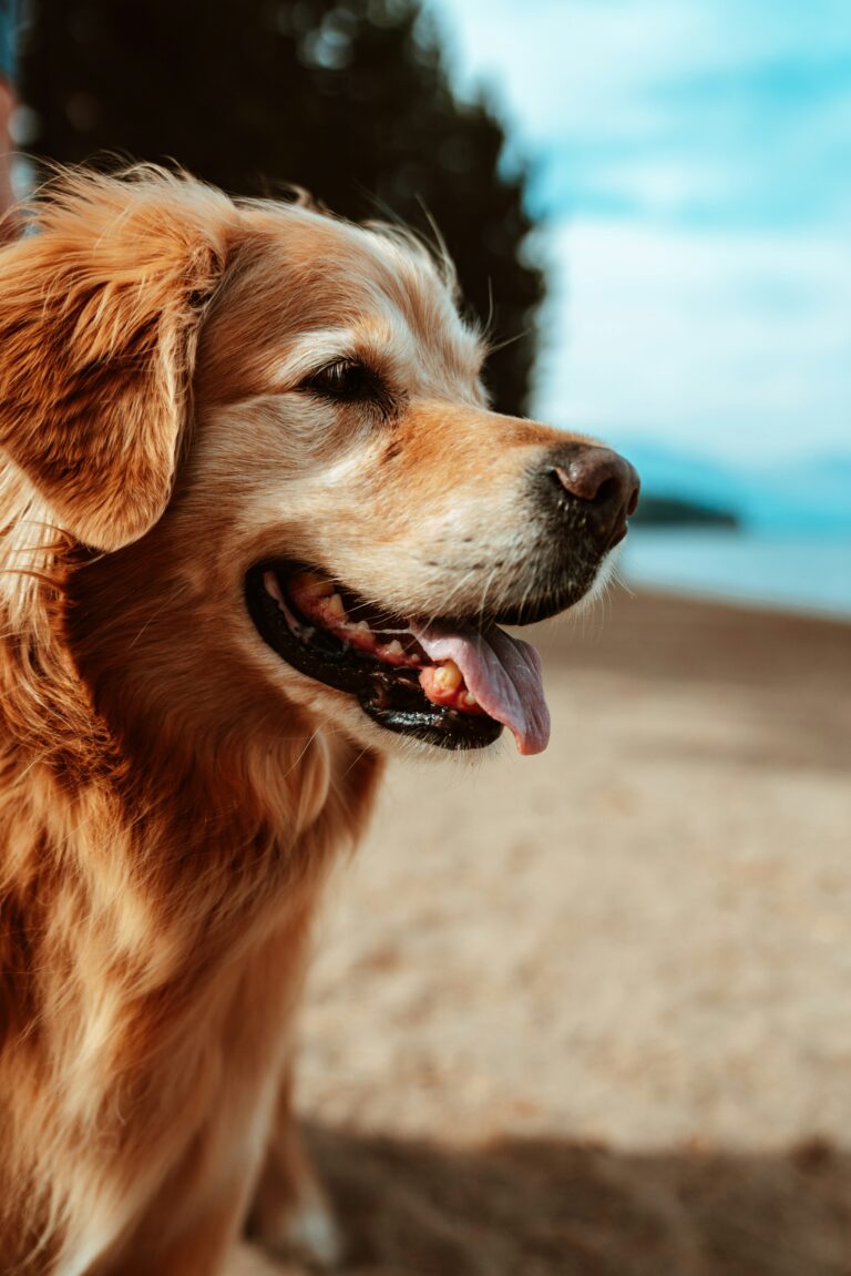 DogName