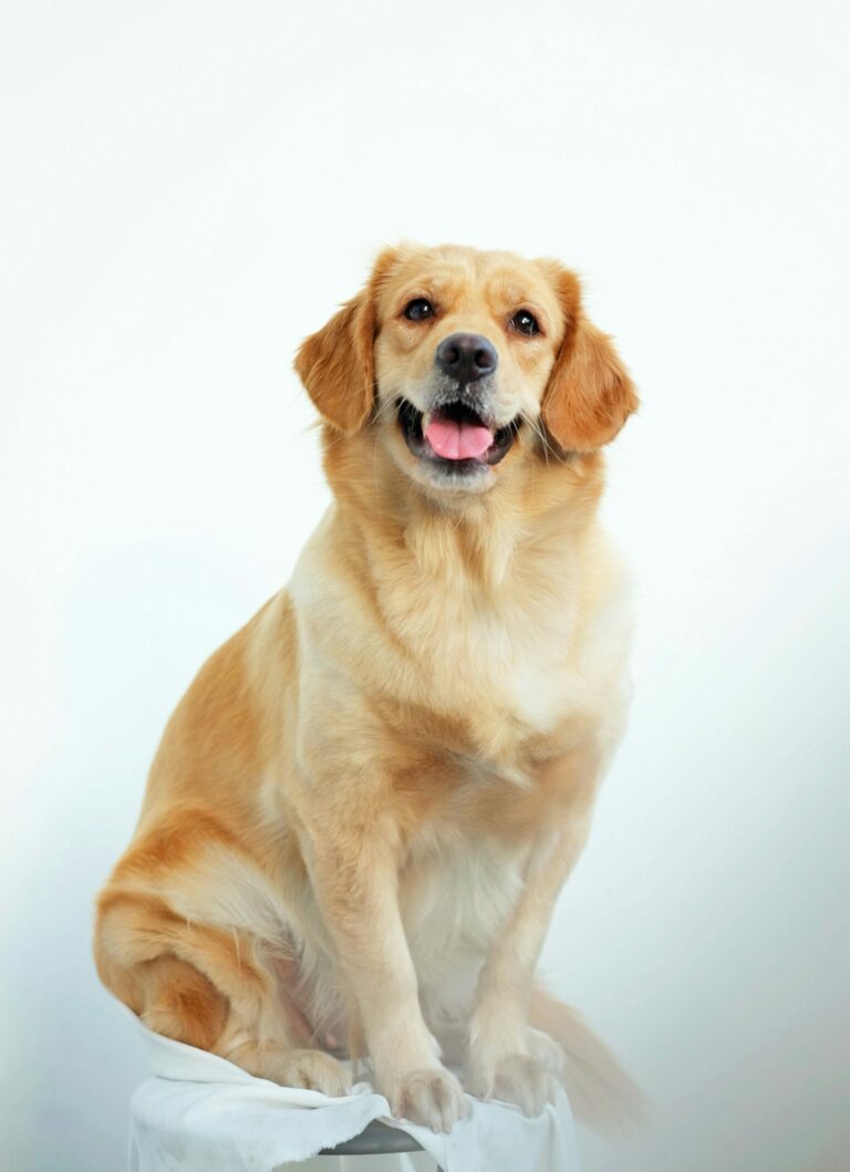DogName