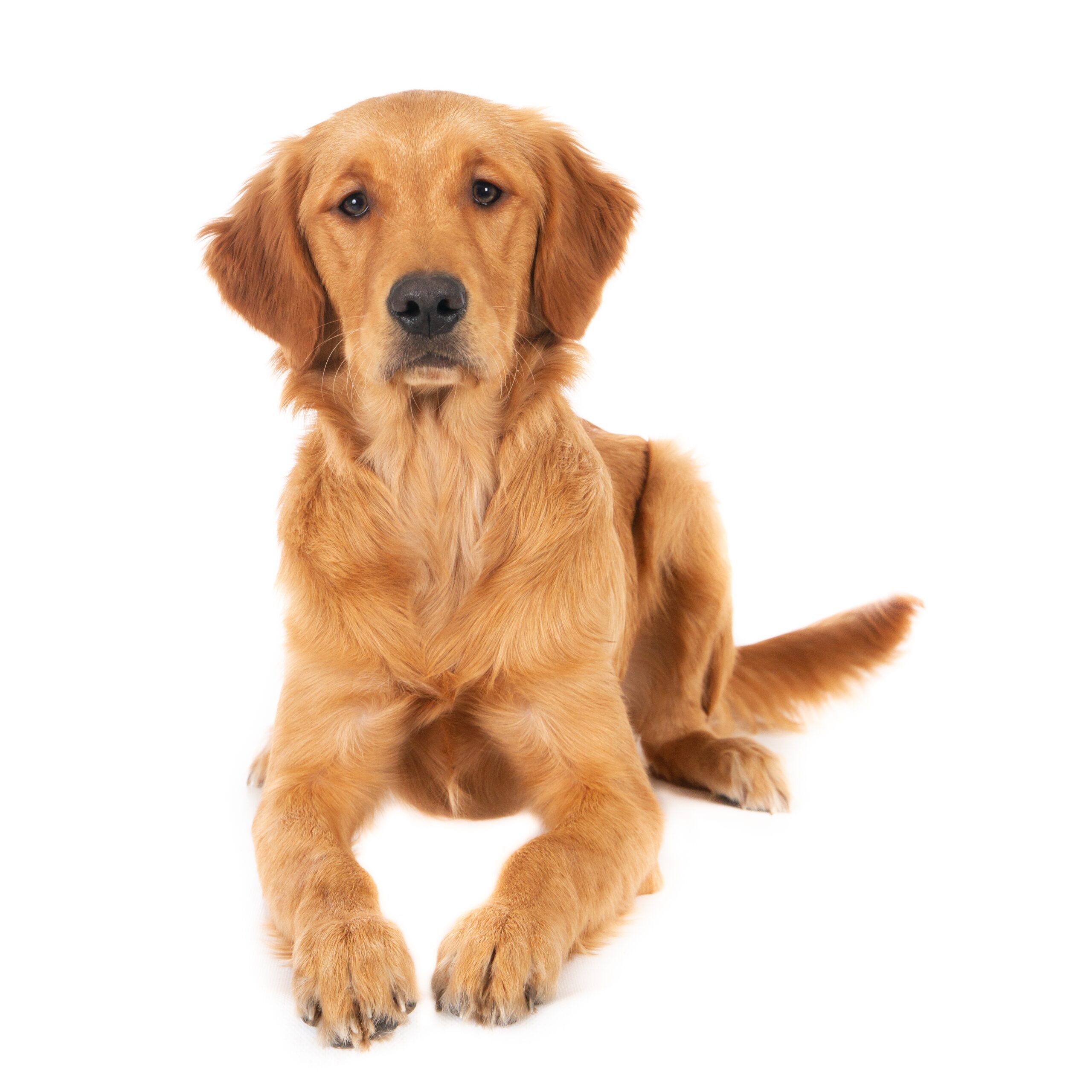 DogName