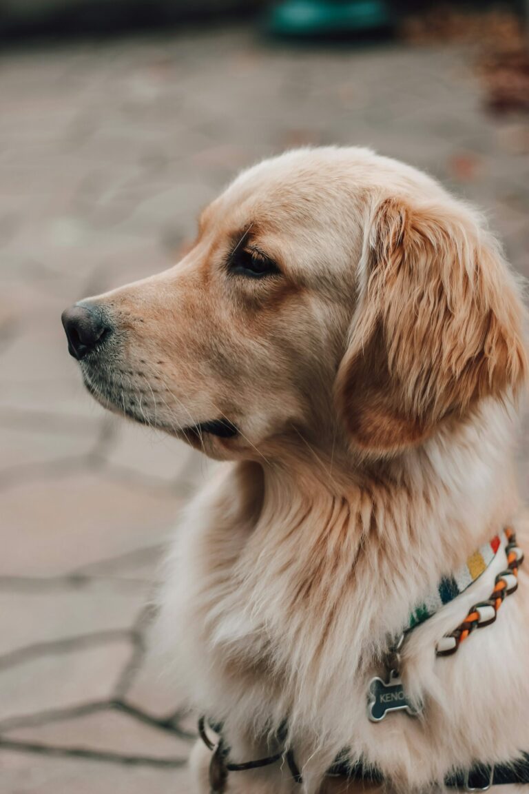 shayna-douglas-fglUYfIgmBA-unsplash
