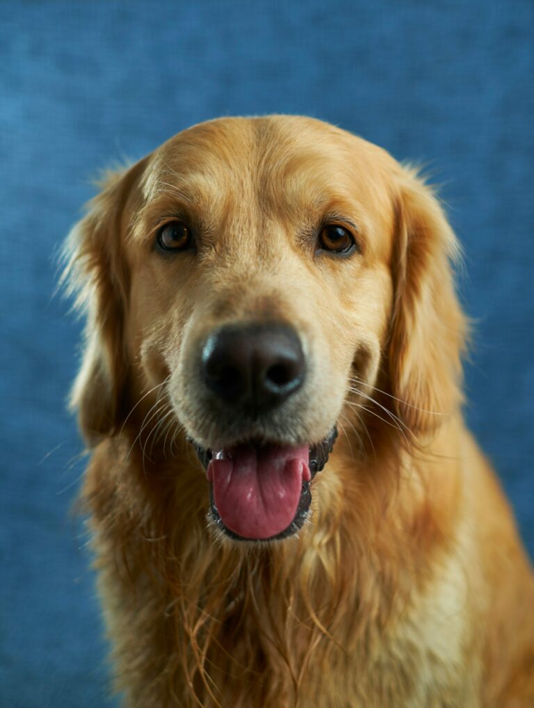 DogName