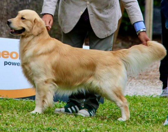 Mambo delle Grandi Ombra aka Rocco