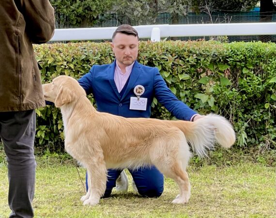 Double Willow Best of Two Worlds aka Giorgino