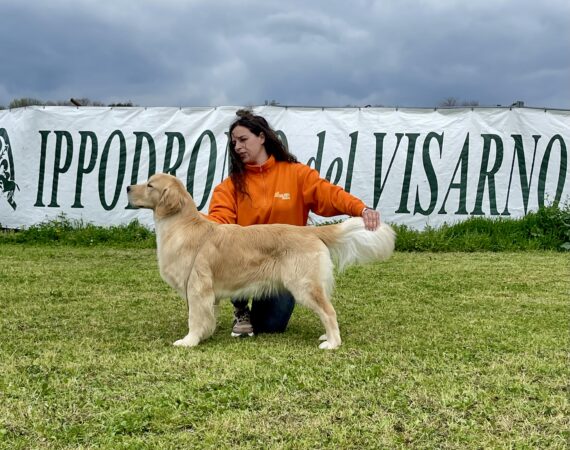 Double Willow Best of Two Worlds aka Giorgino