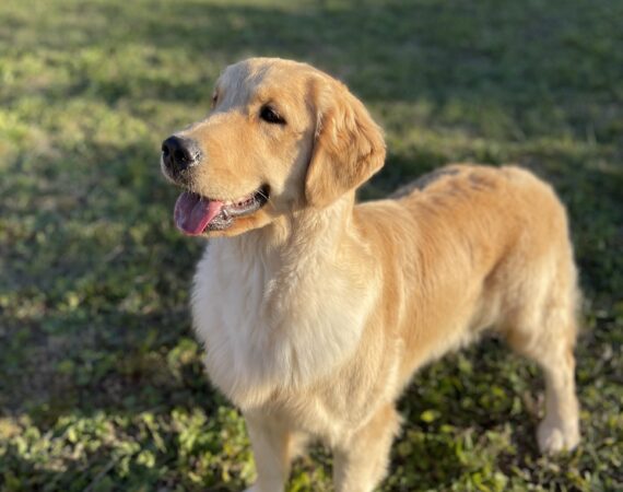 Double Willow America's Sweet Heart aka Ambra