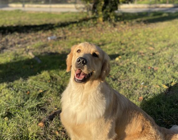 Double Willow America's Sweet Heart aka Ambra