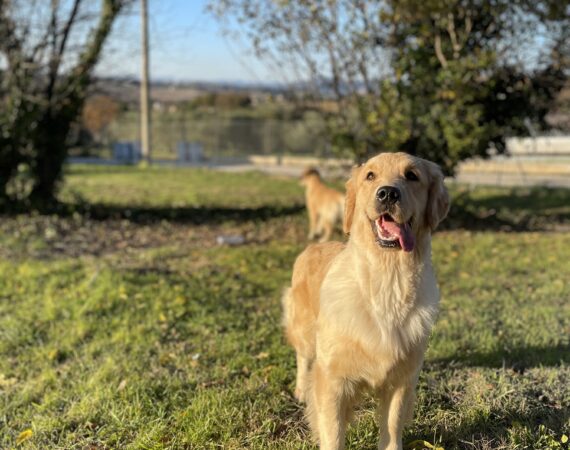 Double Willow America's Sweet Heart aka Ambra