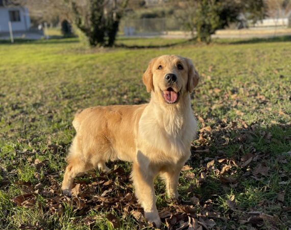 Double Willow America's Sweet Heart aka Ambra